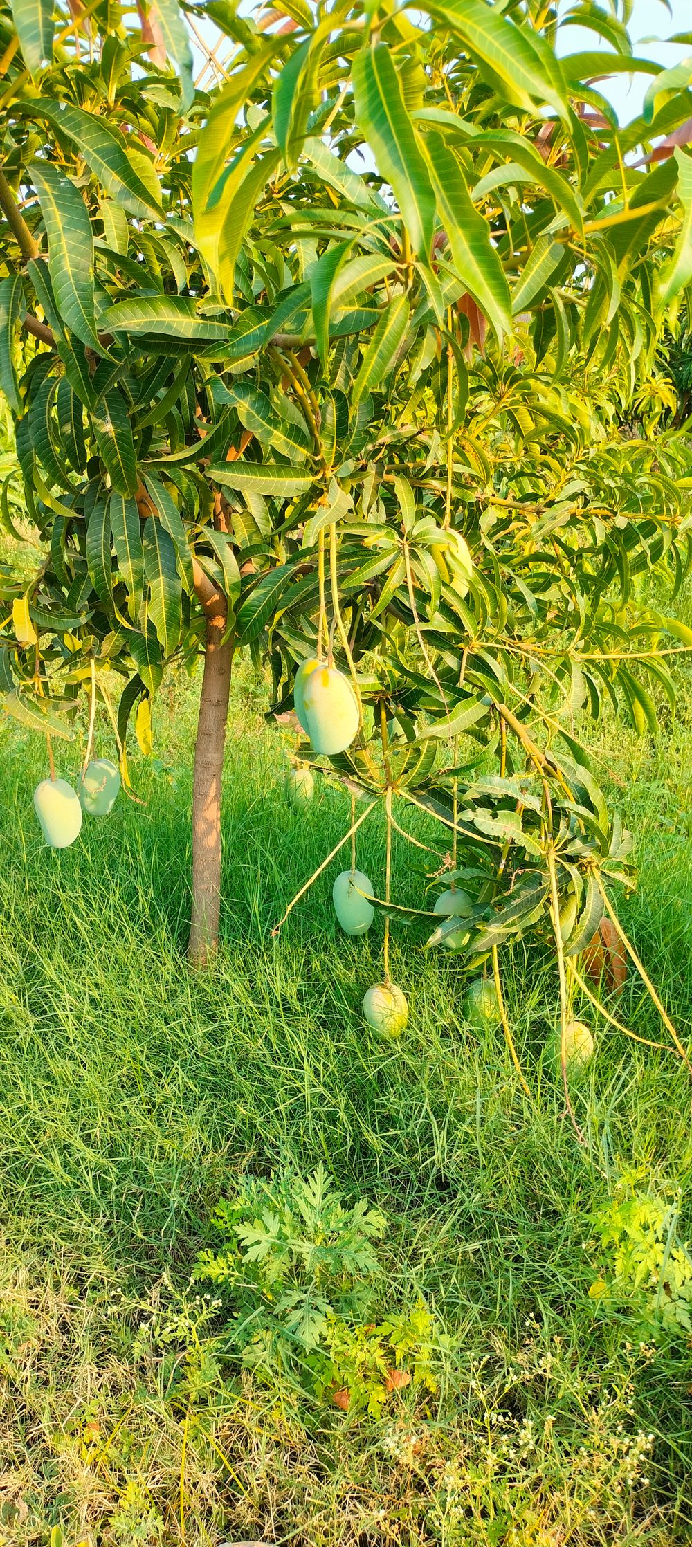 Real mango 