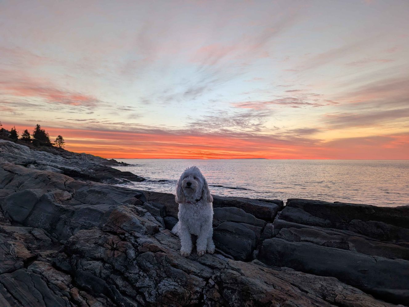 Doggo at sunset