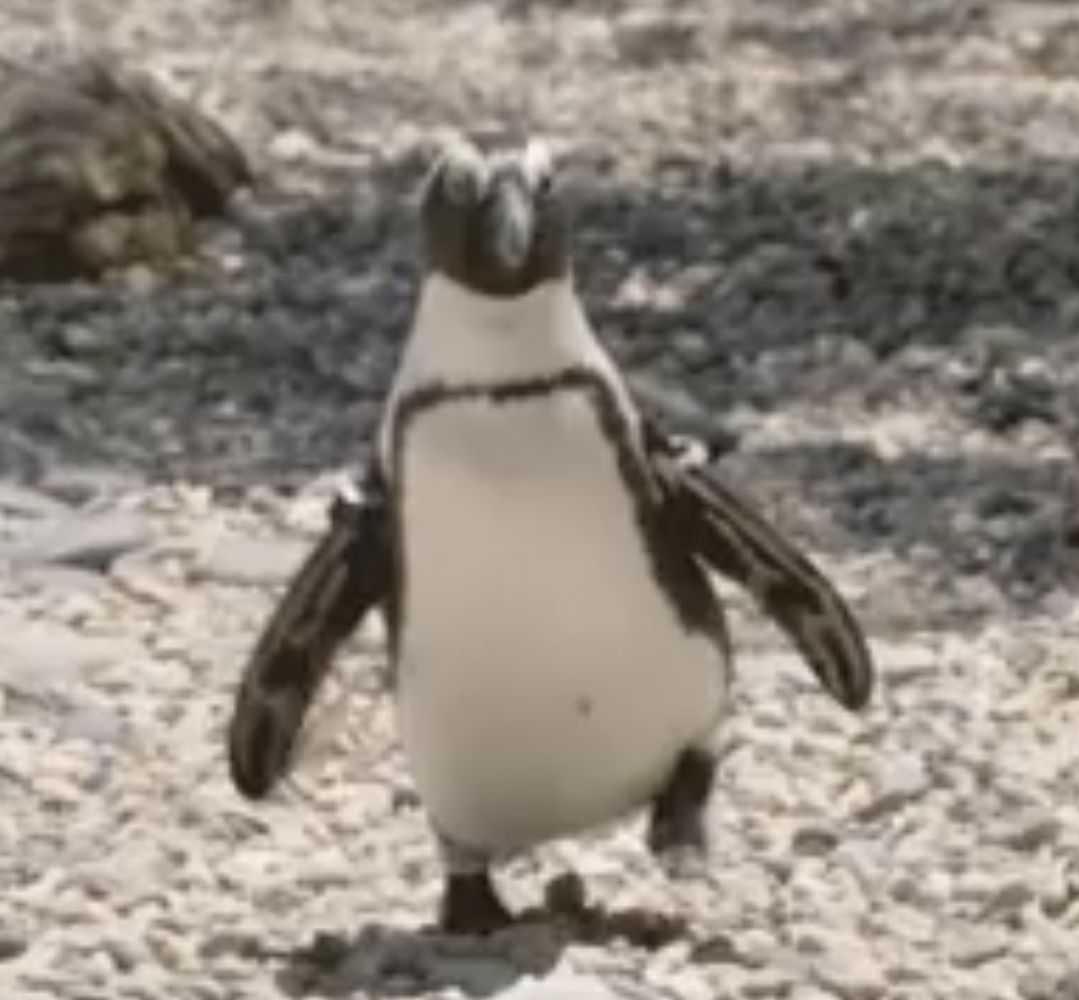 Pengu