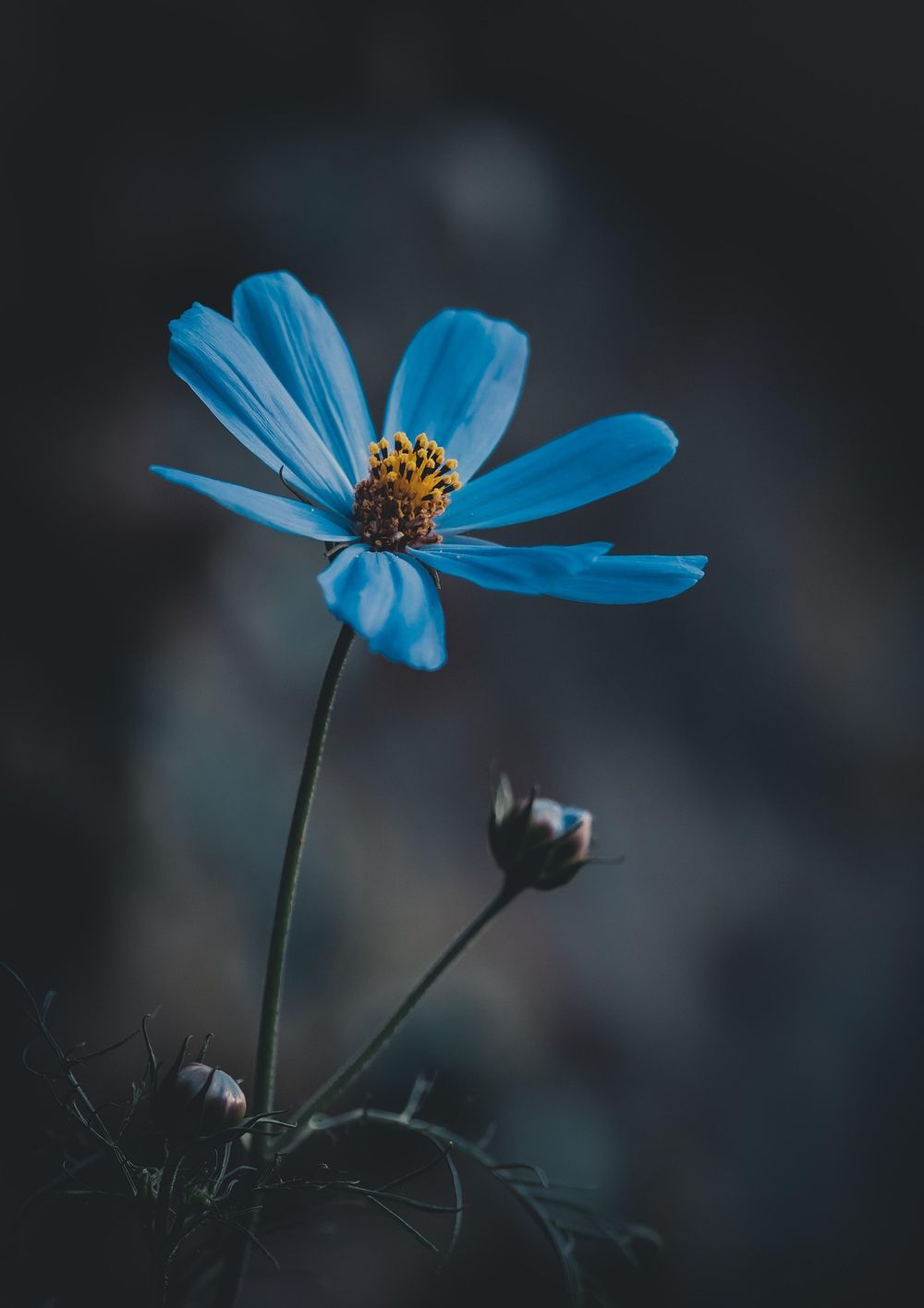 Midnight Azure 