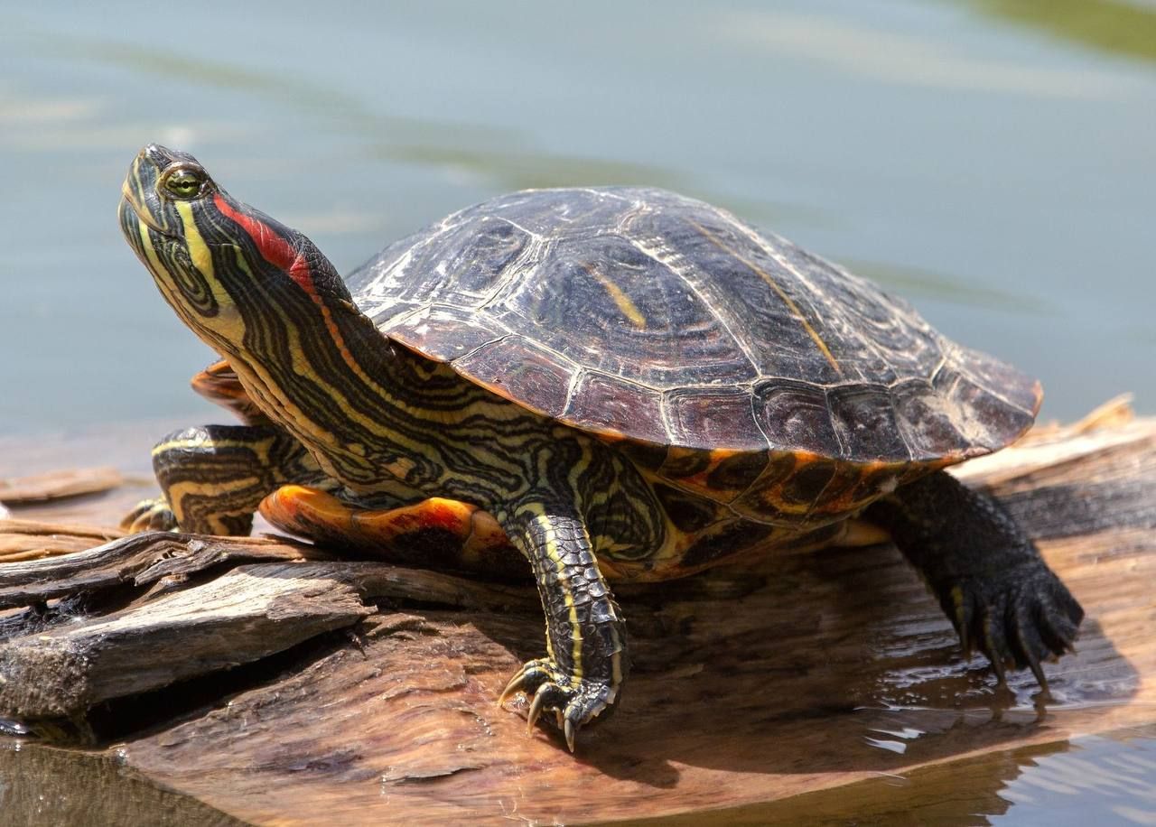 Turtle chilling